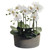 19" Phalaenopsis Orchid Plant in Clay Pot, Cream