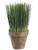 10" Grass in Terra Cotta Pot  Green