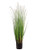 36" Dog Tail Grass in Pot,  Green/Brown