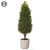 31.5" Boxwood Cone Topiary in Clay Pot, Green
