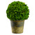 9.8" Preserved Celosia Ball Topiary in Clay Pot Green