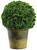 9.8" Preserved Celosia Ball Topiary in Clay Pot Green