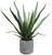19" Agave in Cement Pot 