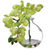 10" Phalaenopsis Orchid in Glass Vase, Green