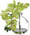 10" Phalaenopsis Orchid in Glass Vase, Green