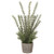 22.5" Rosemary Plant in Cement Pot