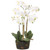 31"phalaenopsis Orchid Plant