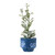 Floral Round Stoneware Planter, Blue/White
