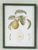 Hobnail Wood Framed Vintage Pear Wall Art