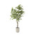 Ficus Tree in White Pot, 5.5 Foot