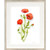 Botanical (Poppy)