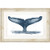 Whale Tail