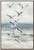 Shoreline Soar I