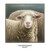 "Curious Lamb" Remarque