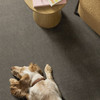 Shaw Pet Perfect Plus Vivid Touch I 5E873 Residential Carpet