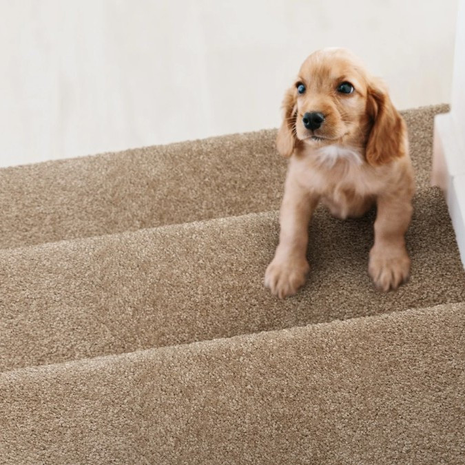 Buy Stanton Henry Carpet at Georgia Carpet Industries for Great Prices
