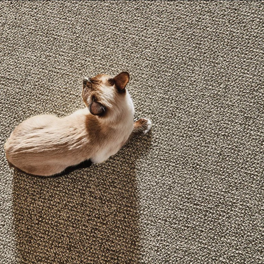 Anderson Tuftex Purrfection Willow Area Rug Room Scene