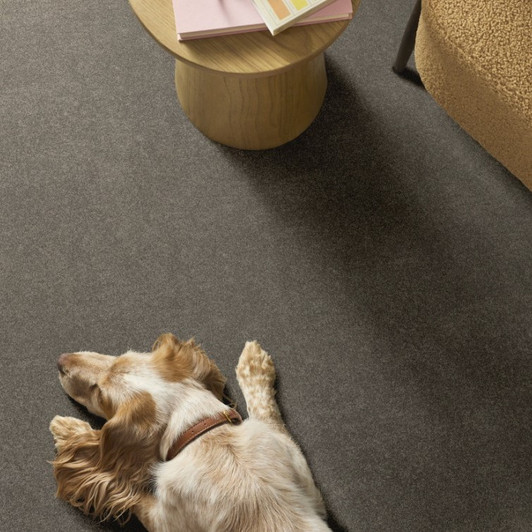 Shaw Pet Perfect Plus Vivid Touch I 5E873 Residential Carpet