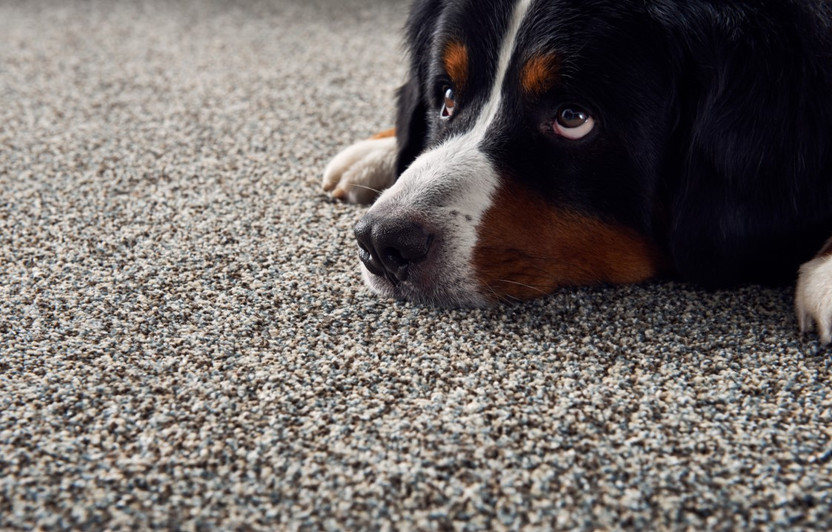 How To Buy Carpet At Wholesale Pricing Carpet Industries