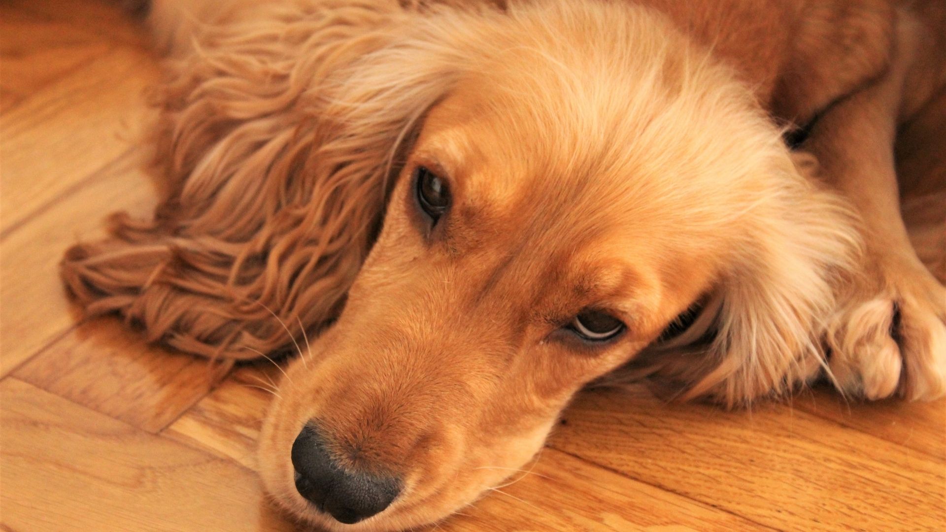 Dog On Hardwood