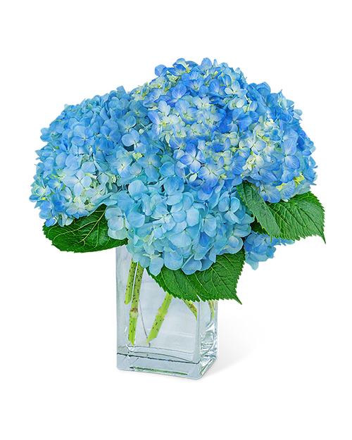 Hydrangeas In Blue