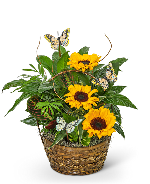 Dish Garden with Sunflowers and Butterflies