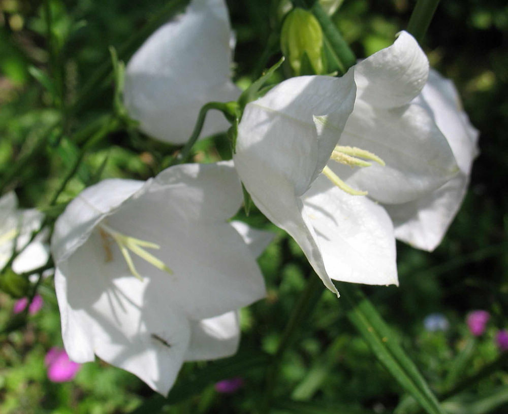 Peach-Leaved White Bellflower - Campanula persicifolia alba - Quart Pot