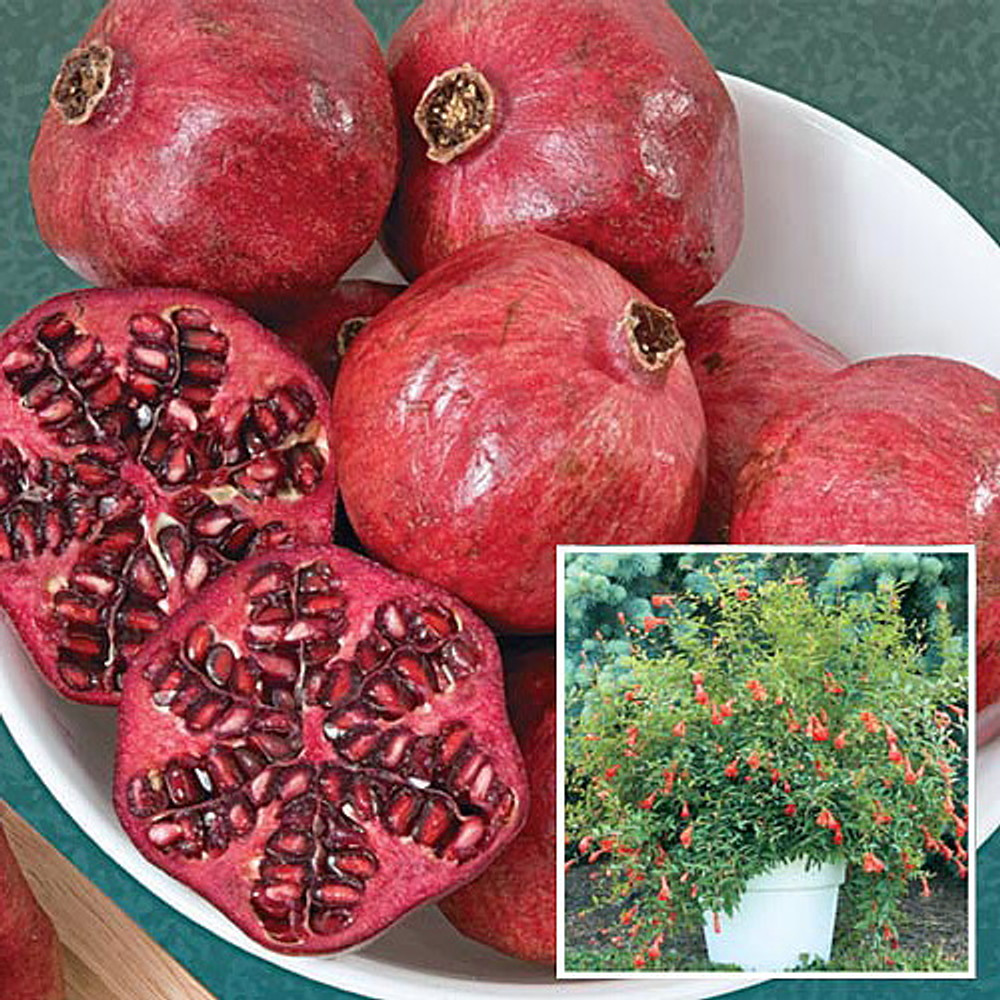 Dwarf Pomegranate Plant - Punica - Bonsai/Houseplant/Outdoors - Edible - 4" Pot