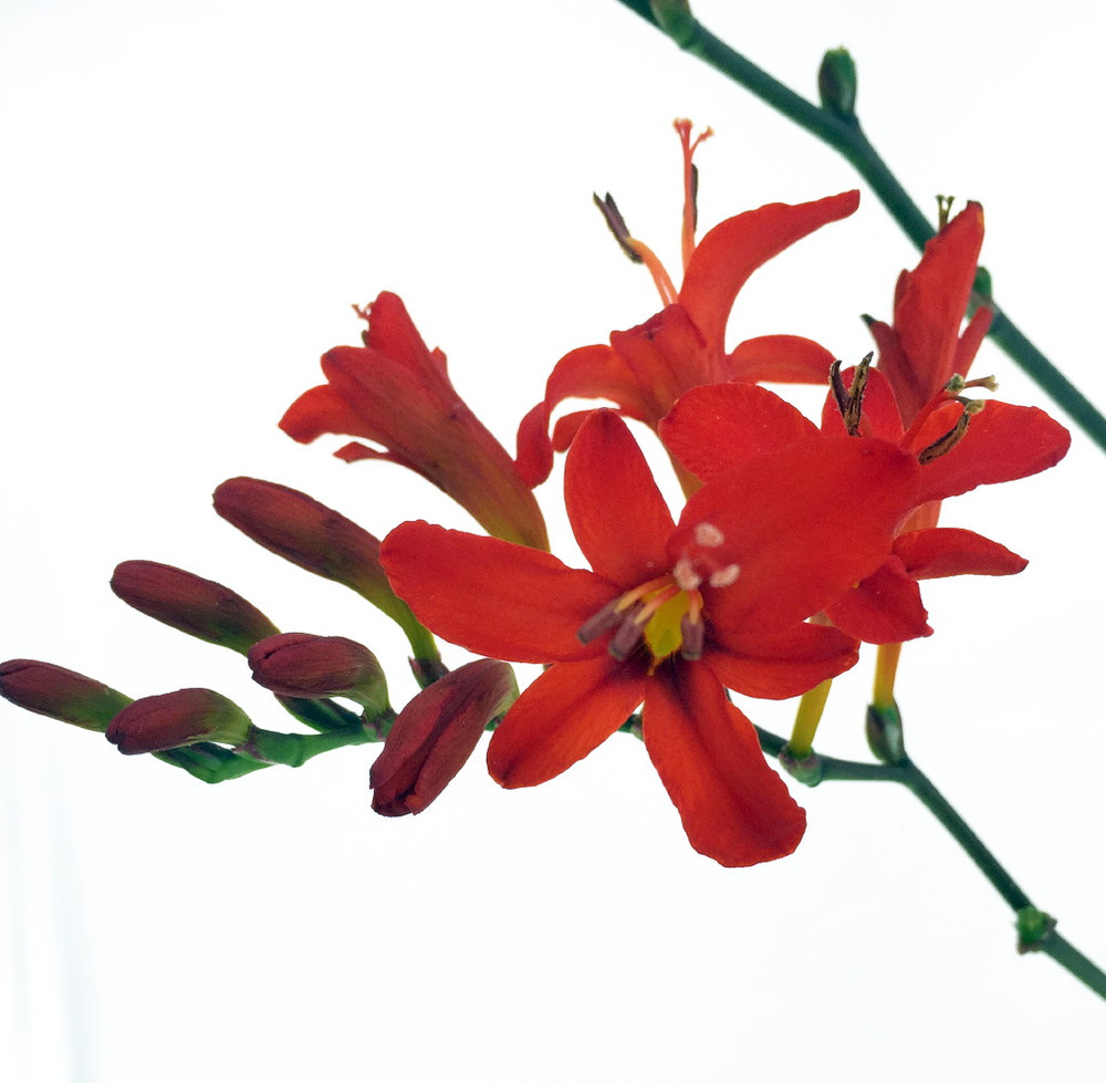 Lucifer Crocosmia - Very Hardy  - Gallon Pot