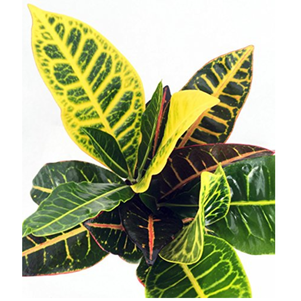 Colorful Croton - 3.5" Pot - Codiaeum Petra