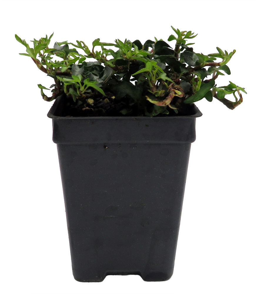 Miniature Abundance English Ivy - 2.5" Pot - Terrarium/Fairy Garden/House Plant