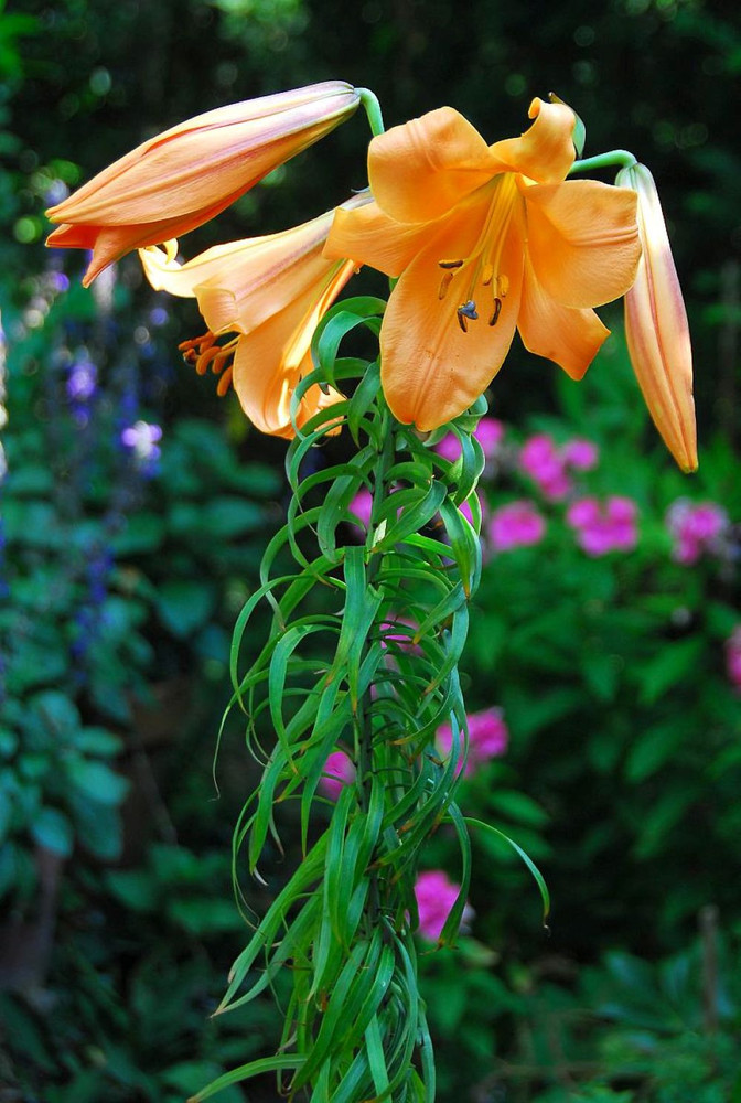 African Queen Trumpet Lily 2 Bulbs 16/18cm Bulbs- Yellow/Orange/Brown