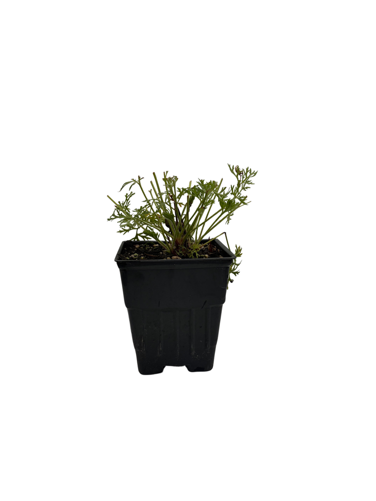 Red Clock/Red Bells - Pasque Flower - Pulsatilla - Hardy! - Quart Pot
