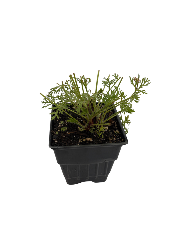 Red Clock/Red Bells - Pasque Flower - Pulsatilla - Hardy! - Quart Pot