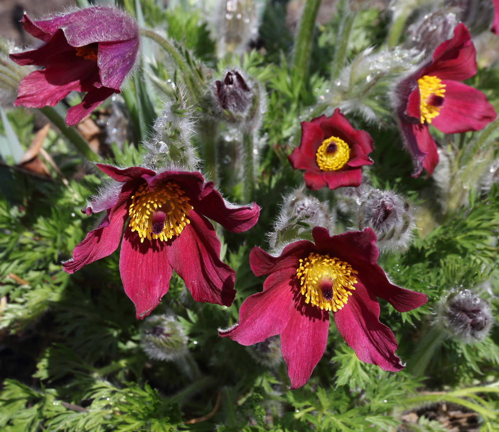 Red Clock/Red Bells - Pasque Flower - Pulsatilla - Hardy! - Quart Pot