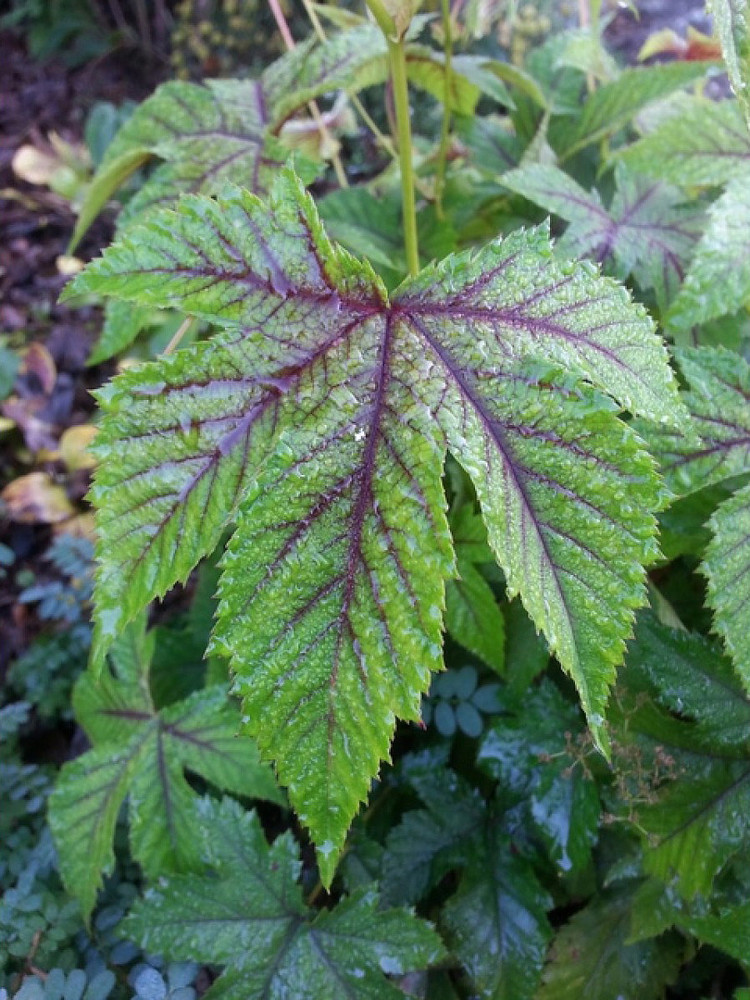 Red Umbrellas Meadowsweet Plant - Filipendula - SHADE - 4 " Pot