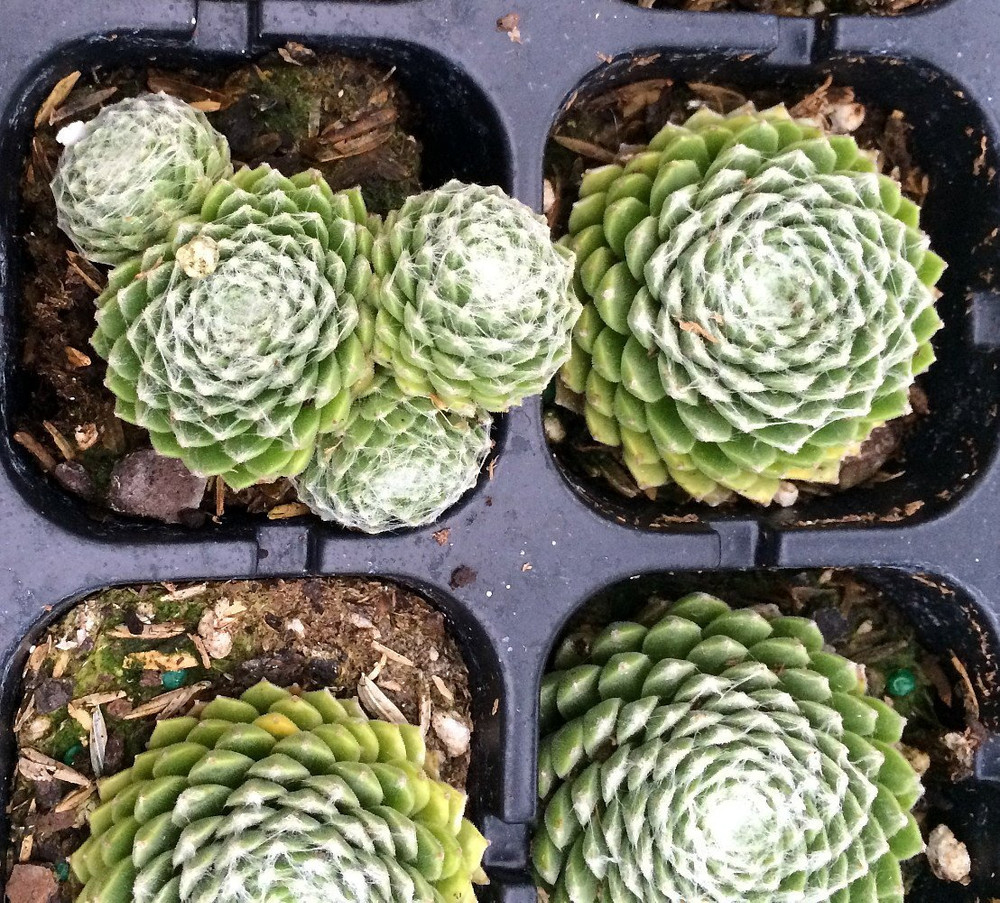 Forest Frost Hens & Chicks - Sempervivum - Very Hardy - Quart Pot