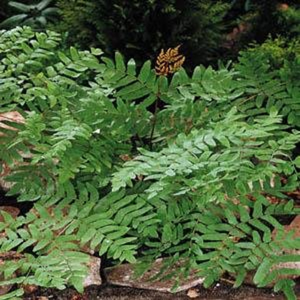 Hardy American Royal Fern - Osmunda regalis - Forest Green - Quart Pot