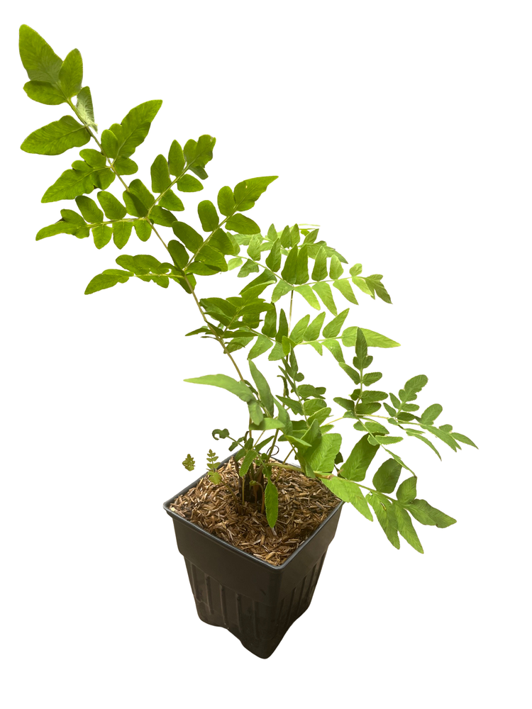 Hardy American Royal Fern - Osmunda regalis - Forest Green - Quart Pot