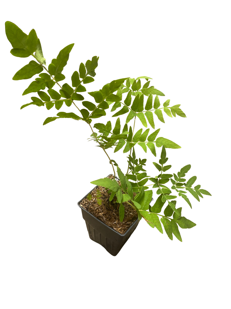 Hardy American Royal Fern - Osmunda regalis - Forest Green - Quart Pot