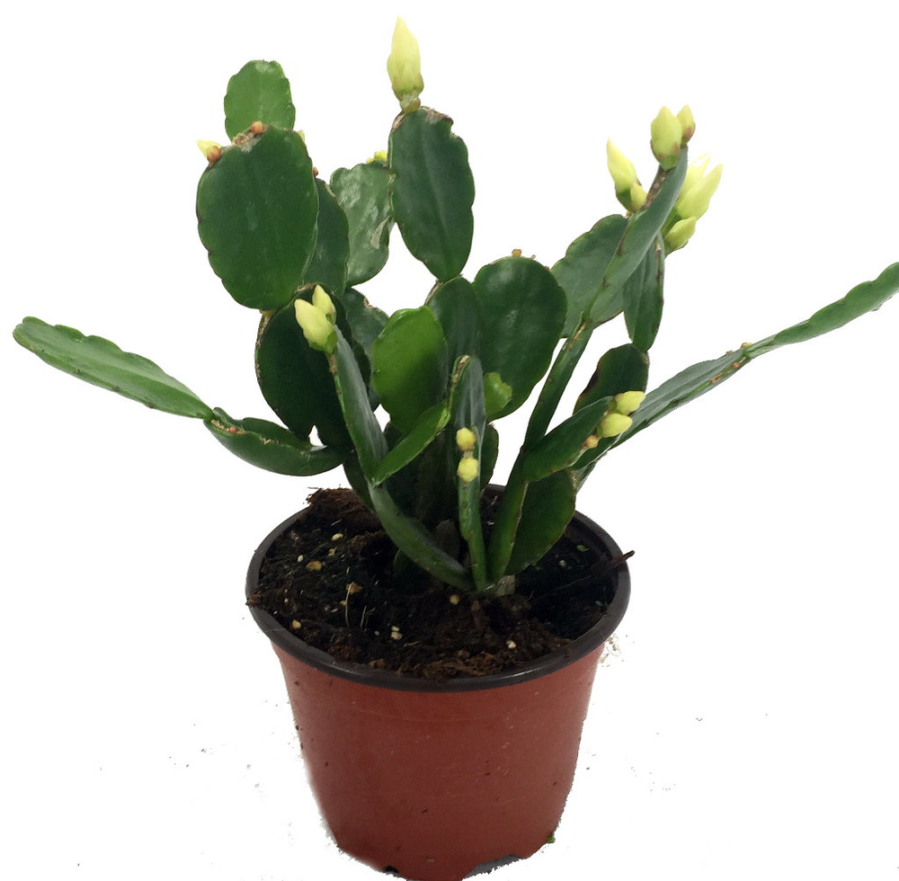 White Easter Cactus - Rhipsalidopsis - 6" Pot - Rare