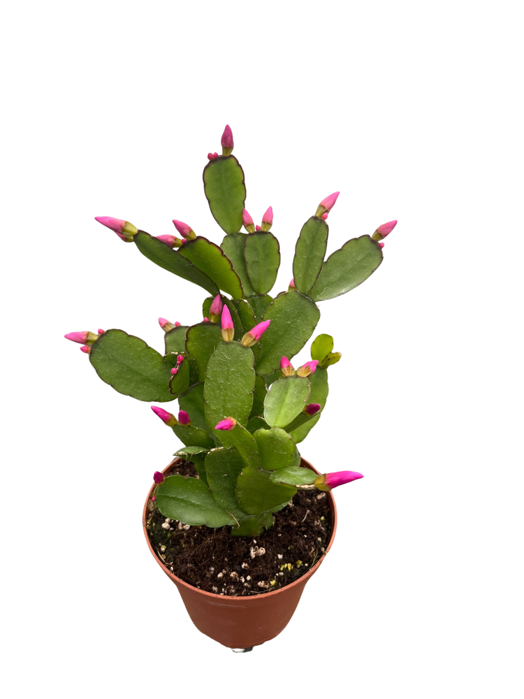 Pink Easter Cactus - Rhipsalidopsis - 4" Pot