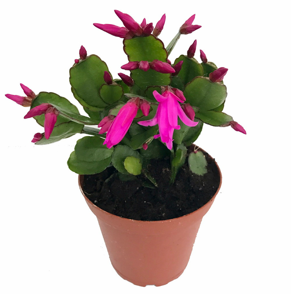Pink Easter Cactus - Rhipsalidopsis - 4" Pot
