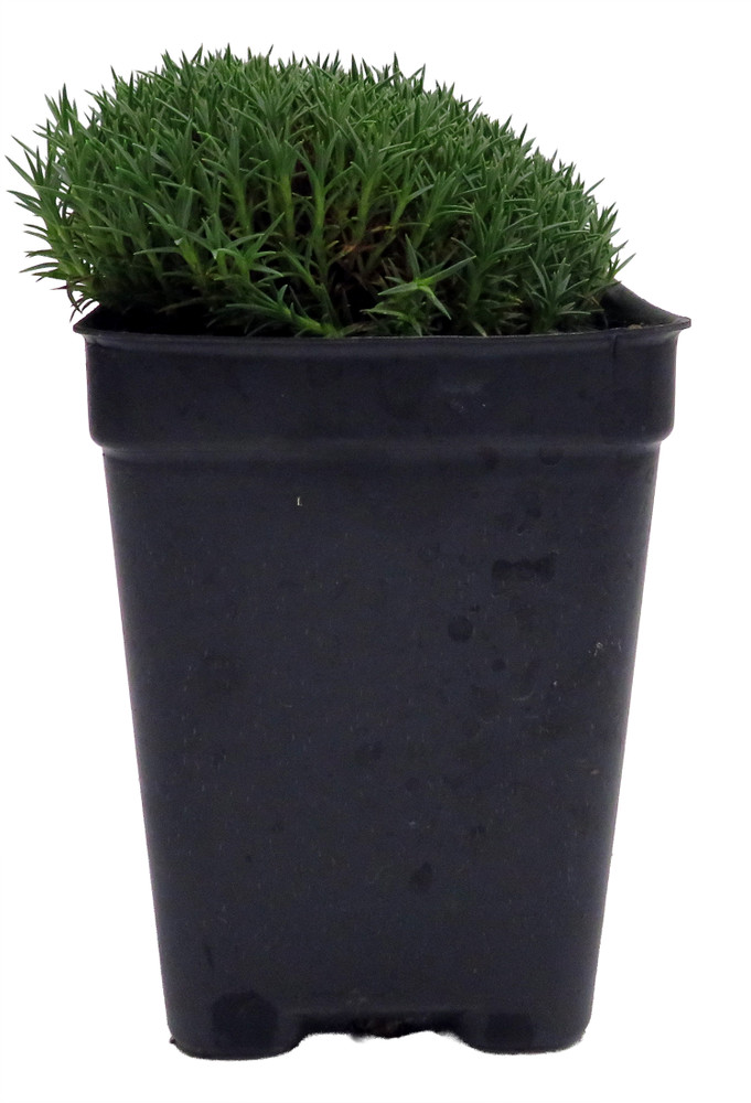 Blue Stone Dianthus - Fragrant/Hardy Groundcover - Fairy Garden Plant - 2.5" Pot