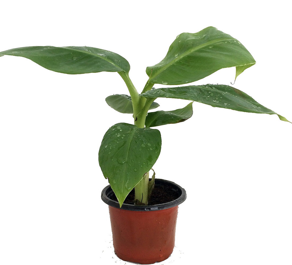 Truly Tiny Banana Plant - Musa - Great Fruit / Patio Plant - 4" Pot