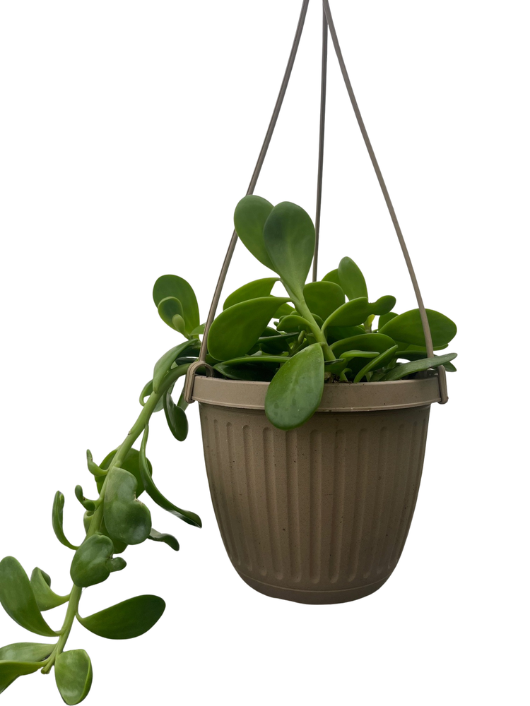 Trailing Jade Plant - Senecio - 6" Hanging Basket