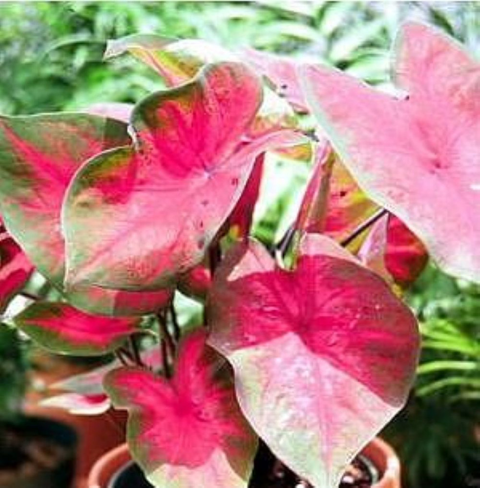 Pastman Joyner Caladium 3 Bulbs - Deep Red/Green Margin
