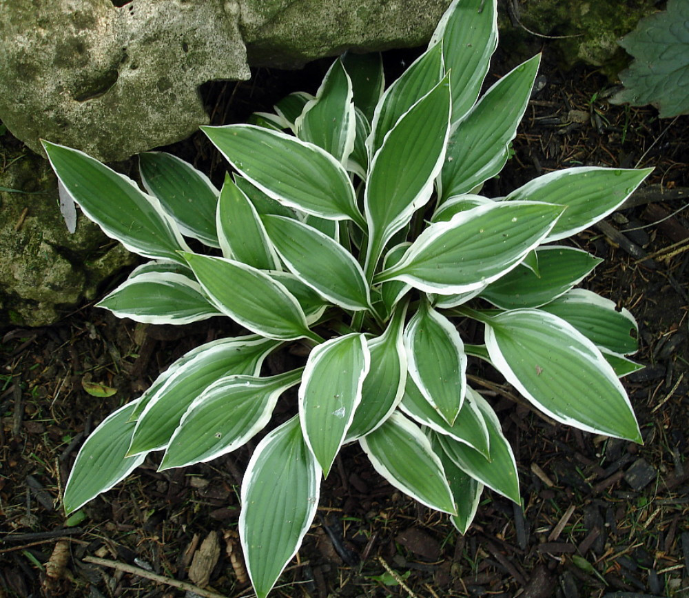 Hosta Ginko Craig Hardy Shade Lover Gallon Pot Hirt S Gardens