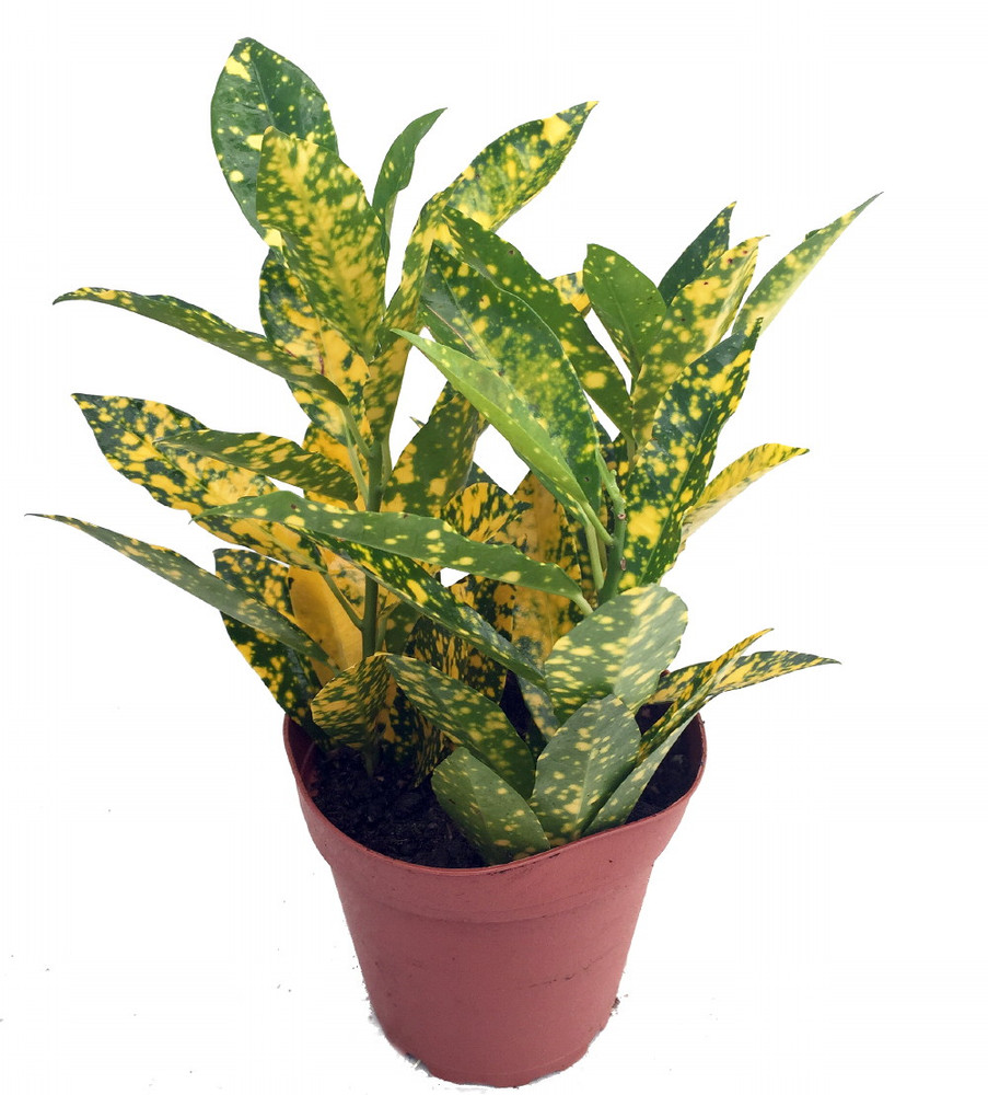Gold Dust Croton - 4" Pot - Colorful House Plant
