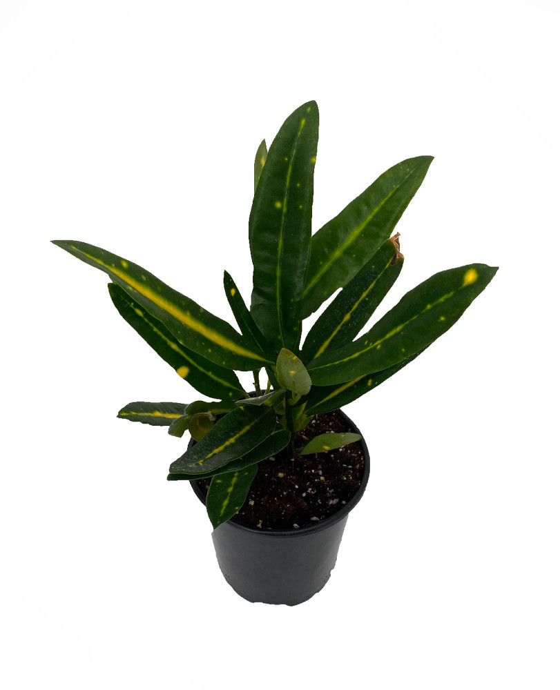 Banana Croton - 4" Pot - Colorful House Plant